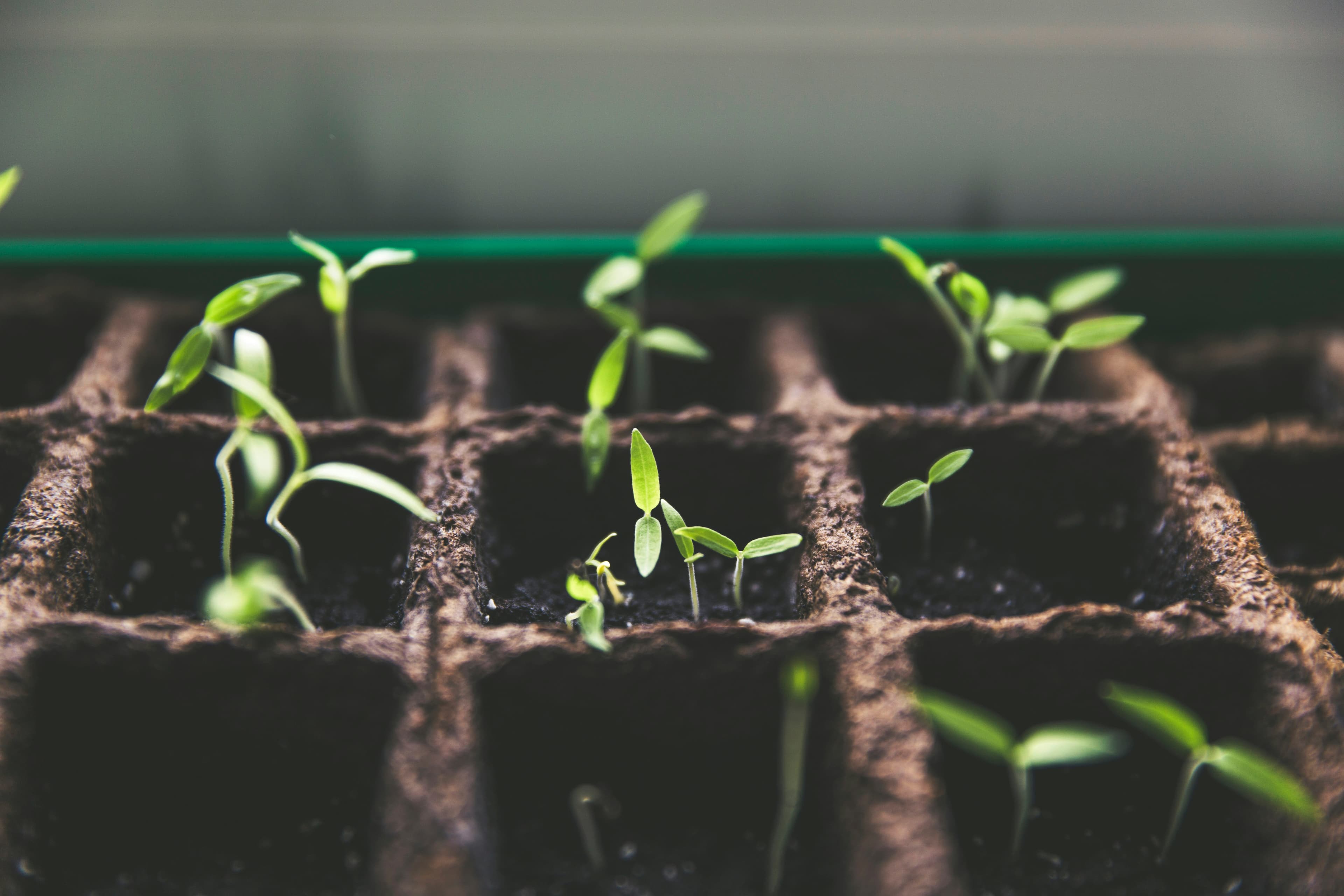 Community Garden Project
